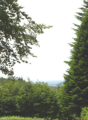 foret-cherimont-3