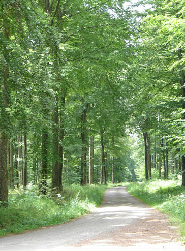 foret-cherimont-5