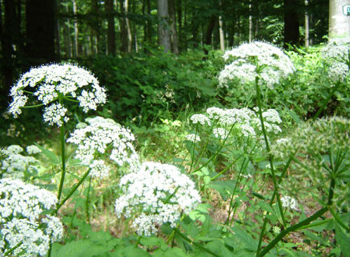foret-cherimont-6